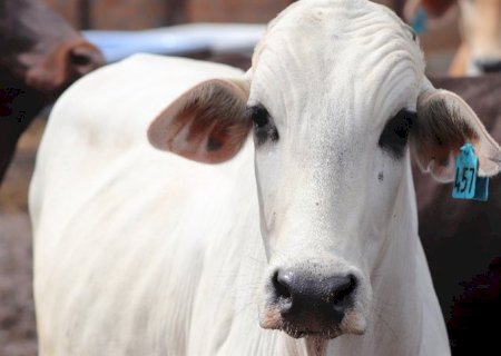 Mercado de carnes abre com preços estáveis