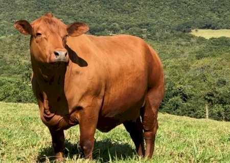 Importância da campanha de vacinação contra brucelose