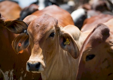 Sequestro de bezerros reduz custos e aumenta margem de lucro na pecuária de corte