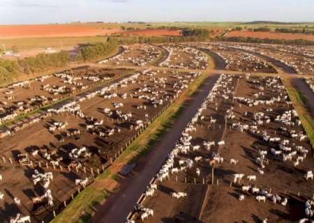 Boi: Confinamento cresce 34% no sudeste e fica estável no Centro-Oeste