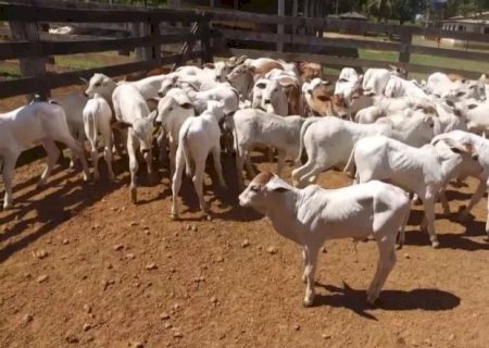 Viu esta? Bezerro com 'mal do caruara' ou 'da junta inchada': saiba as causas e como tratar