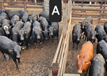 Qual dos lotes traz mais lucro ao pecuarista: machos ou fêmeas cruzados?