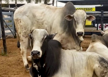 Cotações do boi e vaca sobem com oferta reduzida