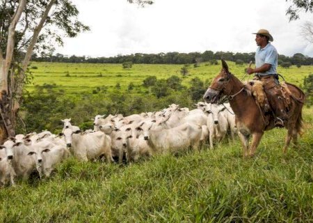 União Europeia veta importação de carne bovina de fêmeas do Brasil