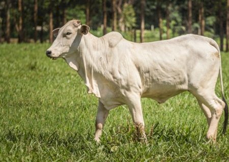 Boi gordo: preços sobem com baixa oferta e tempo seco