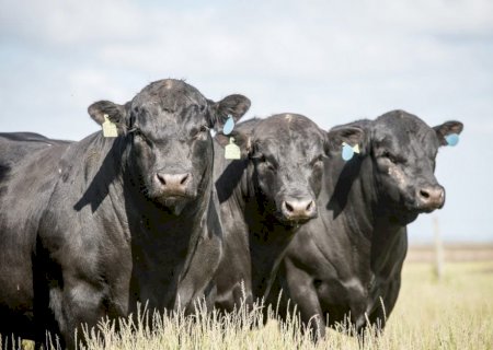 Cruzamento de vacas leiteiras com Angus impulsiona carne premium no Brasil