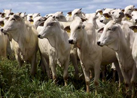 MS registra caso de raiva bovina