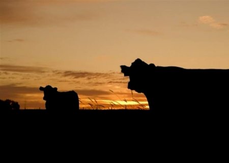 Indicador do boi gordo retorna a R$ 300,30
