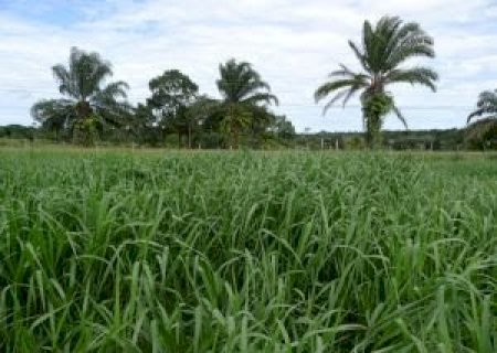 A qualidade do capim é tão importante quanto o aumento da disponibilidade de massa seca