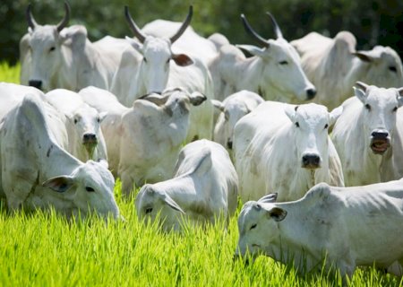 Boi: apesar de pequena melhora nas escalas, preços deverão continuar subindo