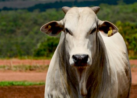 Semana agitada: veja os preços da arroba do boi gordo