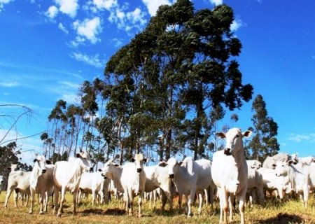 Confira como os preços da arroba do boi iniciaram o mês de novembro