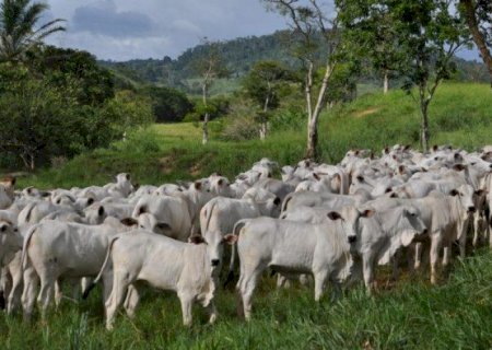 Preço do bezerro bate novo recorde R$ 2.517/cabeça
