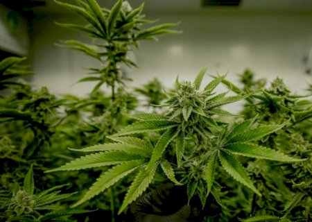STJ autoriza cultivo de cannabis para fins medicinais