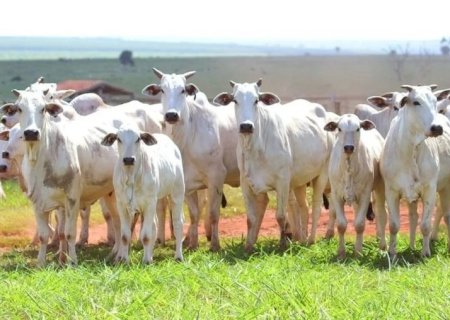 Indústria pressiona, pecuarista cede e preços do boi gordo caem; e agora, o que esperar?