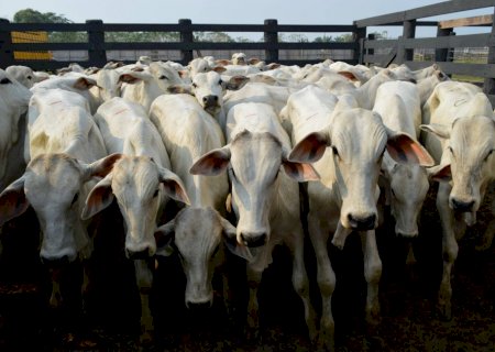 Exportações de carne em alta impediram maiores quedas do boi gordo durante a semana