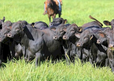 Valor Bruto da produção agropecuária em MS cai 23,2% em 2024, aponta Famasul