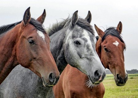 Mulher é condenada a indenizar vizinho após fogos de artifício provocarem morte de dois cavalos