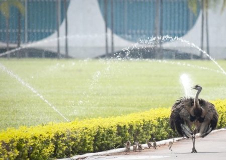 Fala de Lula sobre comer ovos de ema pode ser considerada crime