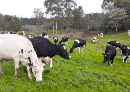 Criadores de gado leiteiro estão apreensivos com calor excessivo e falta de chuva