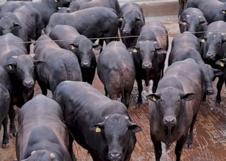 Preço da arroba do boi gordo tem queda e preocupa pecuaristas, no MS R$ 313,52 antes R$ 323,52