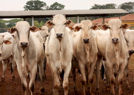 Boi gordo: confira os preços da arroba neste início de semana