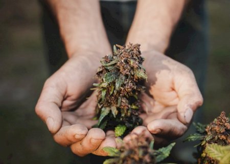 STF forma maioria para manter descriminalização do porte de maconha para uso pessoal