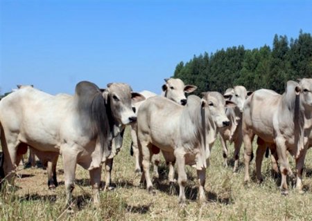 Mercado do boi gordo estabiliza após dias de queda
