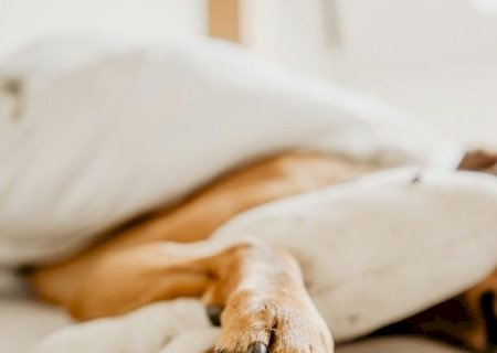 Justiça obriga médico a pagar R$ 500 por mês para cães que ficaram com a ex