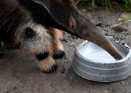 Responsabilidade ambiental: tamanduás tratados pelo Imasul ganham nova chance na natureza