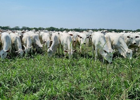 Boi gordo: cenário é de alta no curto prazo; veja preços da arroba hoje