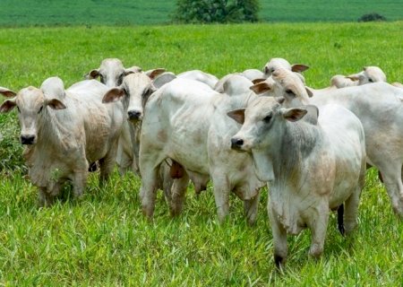Terminação a pasto cresce com crise nas pastagens