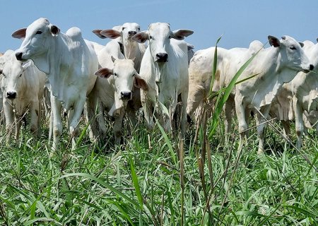 Arroba do boi gordo despenca em Minas e Mato Grosso do Sul; veja cotações