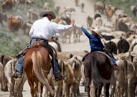 Boi gordo sofre queda e pecuaristas já gritam “menos que R$ 300/@, não”; confira