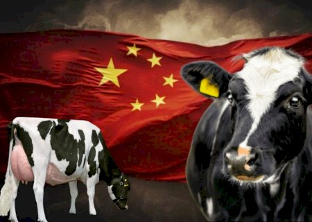 Brasil tem alta de mais de 300% nas exportações de leite e lácteos para China