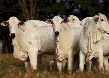 Cotações da arroba do boi gordo: confira os preços de hoje