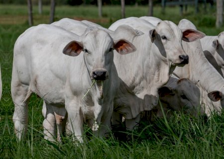 Preço do bezerro sobe quase 5% em uma das mais importantes praças pecuárias; veja
