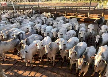 MS impulsiona alta nacional no abate de bovinos com aumento de 33,98 mil cabeças