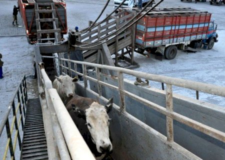 Indonésia autoriza importação de gado vivo do Brasil e amplia cota para 534 mil cabeças