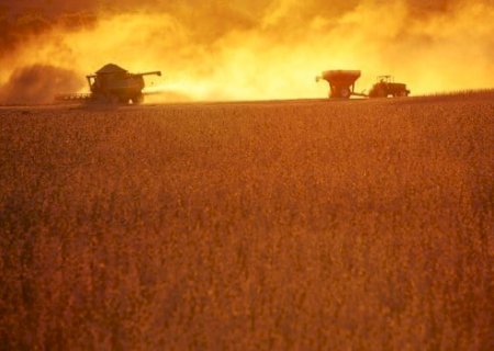 Soja 'morna' no Brasil: USDA repete números enquanto Conab projeta safra recorde