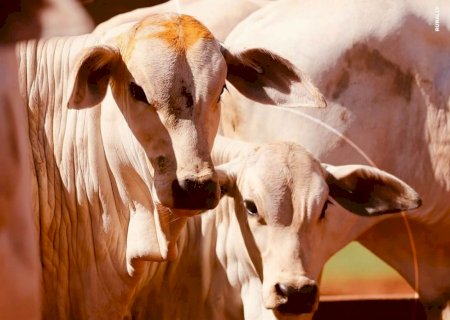Bezerro se aproxima dos R$ 2.900 e acumula maior alta desde 2020