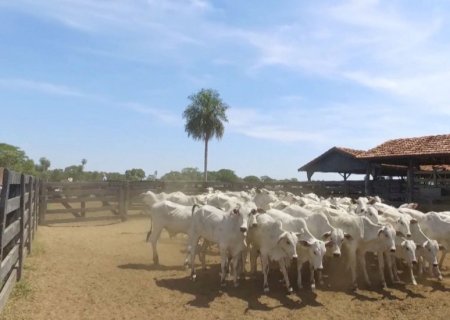 Pré-desmama e imunidade: como proteger seu bezerro na fase mais crítica
