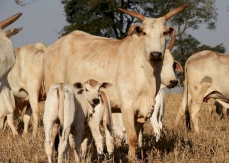 Pecuaristas já sentem impacto de tarifaço de Trump