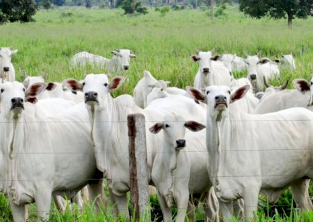 Quanto custa produzir uma arroba no pasto? Veja como calcular