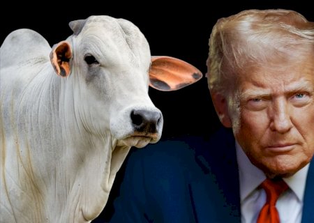 Taxação proposta por Trump traz grandes impactos ao agro brasileiro