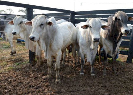 Preços do boi gordo hoje: mercado está prestes a se recuperar; veja cotações