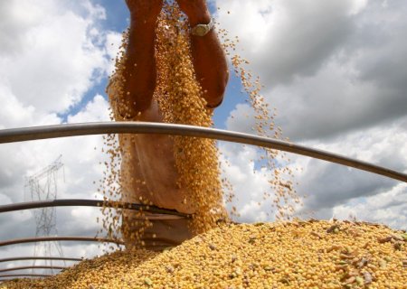 Saiba as projeções do USDA para a produção de soja 25/26