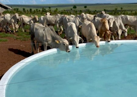Gado mais pesado: bebedouro artificial ou açude? especialista responde