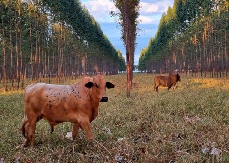 Estudo da Embrapa mostra como aumentar produção pecuária sem abrir novas áreas