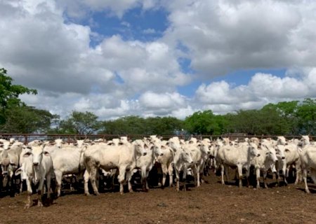 Manejo de novilhas primíparas: o segredo para garantir alta prenhez